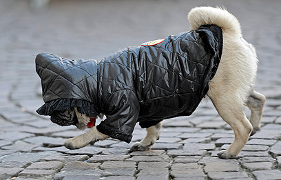 כלב לבוש היטב ברחוב בגרמניה (צילום: AP) (צילום: AP)