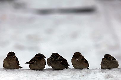 הציפורים של בוקרשט שרות גם בכפור. רומניה (צילום: רויטרס) (צילום: רויטרס)