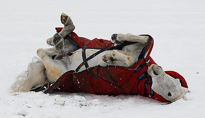 סוס משתולל בשלג של דרום אנגליה (צילום: רויטרס) (צילום: רויטרס)