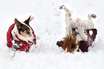 אחד על כל צד. כלבים משתעשעים בשלג של בריטניה (צילום: AFP) (צילום: AFP)