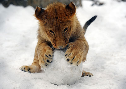 אריה משחק בכדור שלג בבלגרד, סרביה (צילום: AFP) (צילום: AFP)