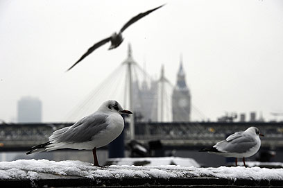 ציפורים עפות אל הביג-בן. לונדון התכסתה בשלג (צילום: AFP) (צילום: AFP)