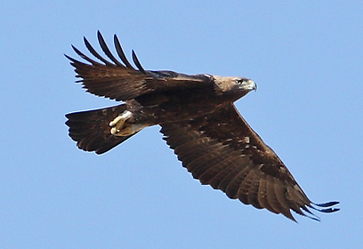 צילום: אמיר בן-דב
