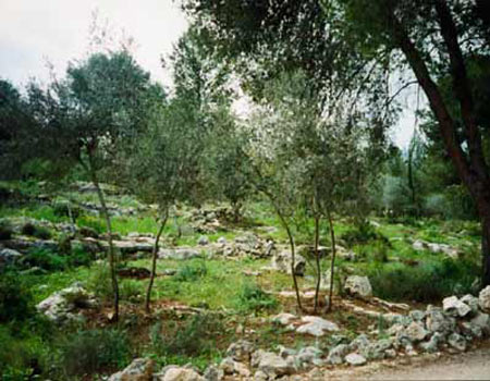 יער ירושלים. 70% כבר כורסם (צילום: ארכיון הצילומים של קק"ל ) (צילום: ארכיון הצילומים של קק