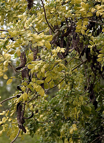 עץ מתוק - חרובים לאכילה (צילום: אסף רונן ) (צילום: אסף רונן )