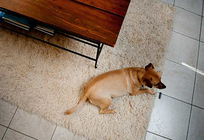 הנסיכה של הבית. הכלבה קאיה (צילום: ירון ברנר) (צילום: ירון ברנר)