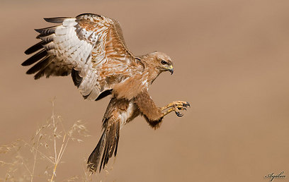 אמיר איילון