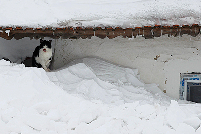 חתולה ליד גג קפוא (צילום: רויטרס) (צילום: רויטרס)