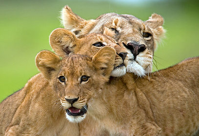 צילום: Dereck and Beverly Joubert, National Geographic צילום: Dereck and Beverly Joubert, National Geographic
