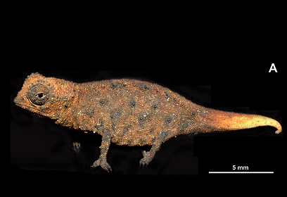 צילום: Glaw et al / PLoS ONE