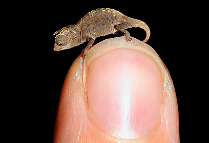 צילום: Glaw et al / PLoS ONE