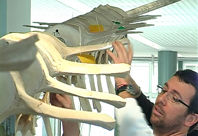 צילום: ארז ארליכמן