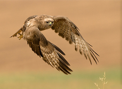 אמיר איילון