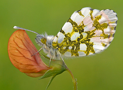 עוז בן יהודה