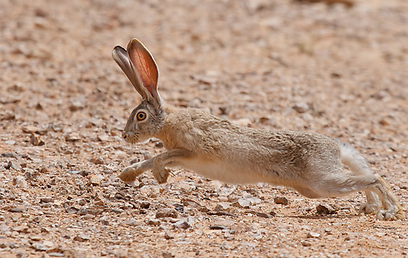 צילום: אבי בלומן
