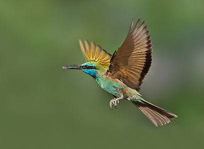 צילום: אבי מאיר