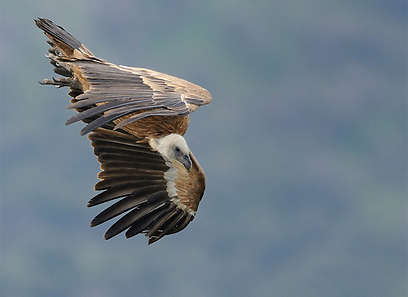 צילום: אורי פירסט