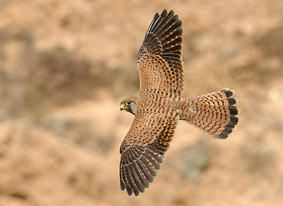 צילום: אורי קולקר