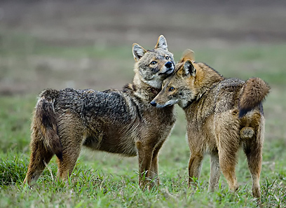 צילום: אייל ברטוב