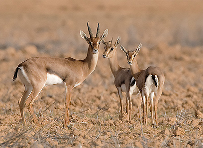 צילום: אמיר איילון