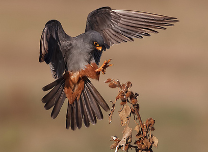 צילום: אסף גברא