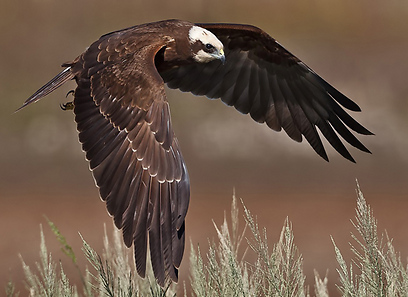 צילום: אסף גברא