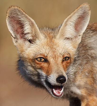 צילום: אסף גברא