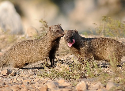 צילום: לביא לילו