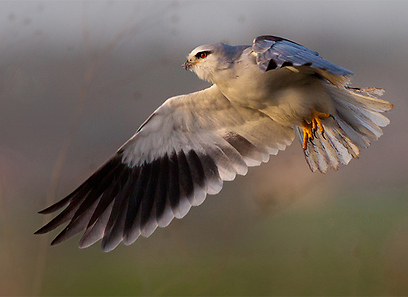צילום: משה כהן