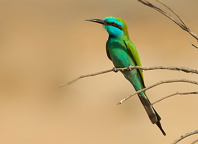 צילום: משה כהן