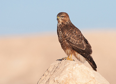 צילום: ערן היימס