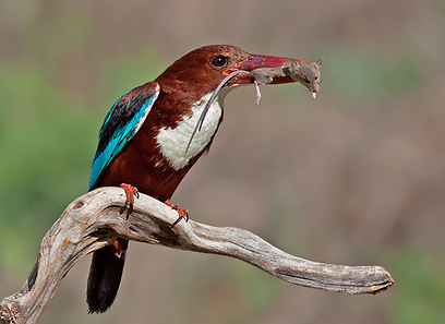 צילום: רועי אברהם