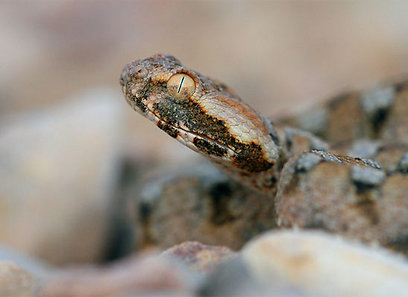צילום: טל ספוז'ניקוב