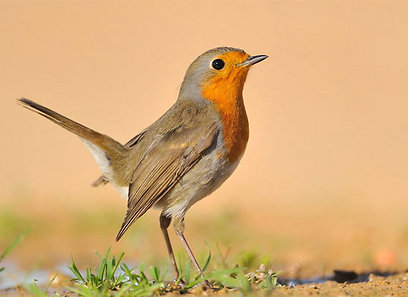 צילום: אפי פירסט