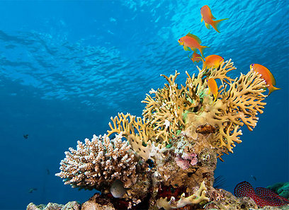 צילום: חגי נתיב