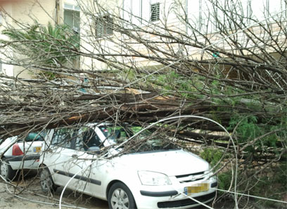 העץ קרס על המכוניות. פתח תקווה, הבוקר (צילום: באדיבות מד"א ירקון) (צילום: באדיבות מד