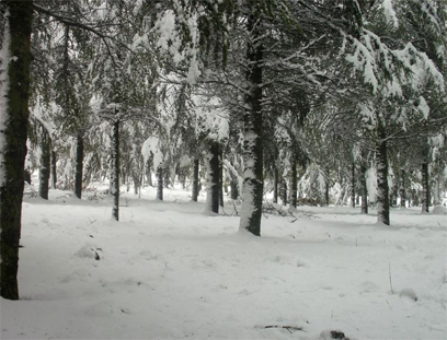 שלג באל רום (צילום: מוטי פיאדה    ) (צילום: מוטי פיאדה    )