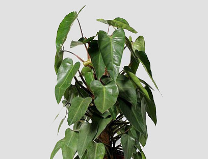 צילום: באדיבות משתלת הסוכה-בית ירוק צילום: באדיבות משתלת הסוכה-בית ירוק