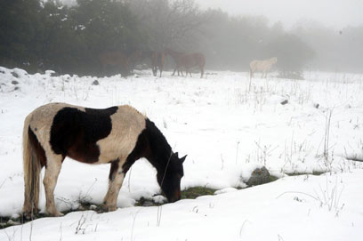 סוסים בין הערפילים והשלג ברמת הגולן, היום (צילום: רינה נגילה) (צילום: רינה נגילה)
