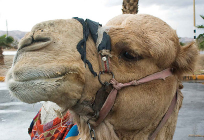 צילום: שיר רן צילום: שיר רן