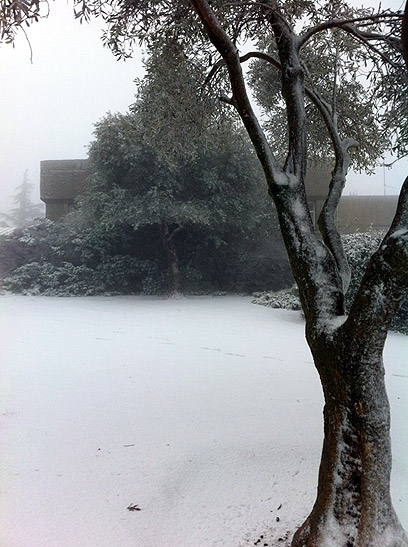 שלג הבוקר בגוש עציון (צילום: אלון מסטיי) (צילום: אלון מסטיי)