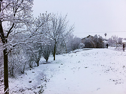 שלג בקשת, רמת הגולן (צילום: אוהד צבר) (צילום: אוהד צבר)