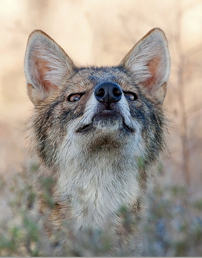 צילום: שרגא אלון