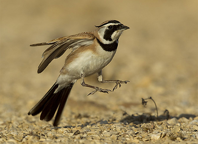 צילום: רוני ליבנה