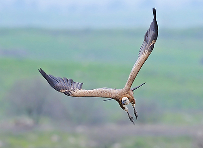 צילום: פאבלו רודאף