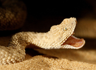 צילום: נמרוד בן אהרון