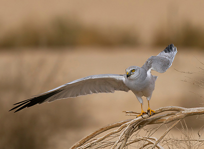 צילום: יואב פרלמן