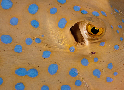 צילום: חגי נתיב