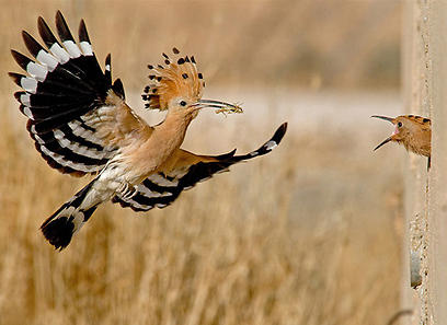 צילום: דובי קלעי