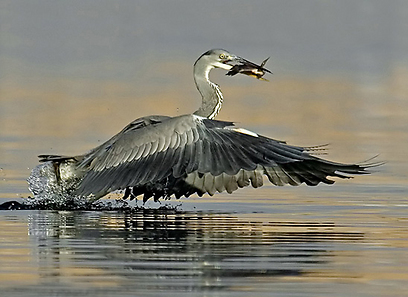 צילום: דובי קלעי